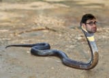 snakespicacity