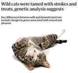 catdomestication