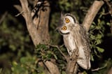 shutterstock-411155338-2018014389