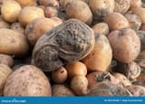 rotten-damaged-spoiled-potatoes-unhealthy-vegetables-sick-disease-late-blight-harvest-crop-failure-tuber-affected-bacterial-359145582