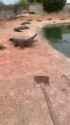 gator bonk_thumb.jpg