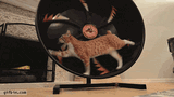 gif-wheel-cat-1583805-1697431929