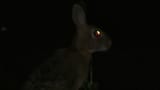 vlcsnap-2025-06-13-23h00m22s441