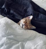 NITEKOT30