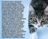 cat_movement_paw_278959_3840x2160