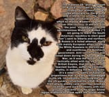 2017Animals___Cats_Serious_view_of_a_black_and_white_cat_117750_