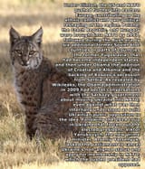 red-lynx-lynx-predator-wildlifejhkjhkhjkkhj