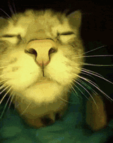 catjam-cat