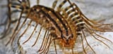 house-centipedes-ontario