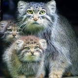 _QiUnHcZ4Jc