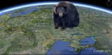 bear