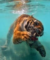 201105201040476th-photocontest-natural-tiger