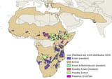 Lion_(Panthera_leo)_IUCN_range_2023.svg