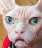 28636364