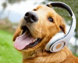 8f21c2bf8b082c35e7481d39c866ac7e--listening-to-music-snoop-dogg