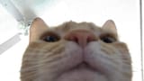CatCurious