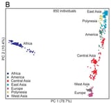Genetic distance between races