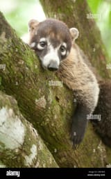 central-america-costa-rica-coati-resting-in-tree-C96HNN