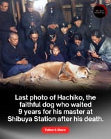 hachiko