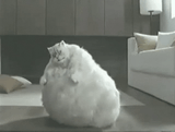 fat-cat