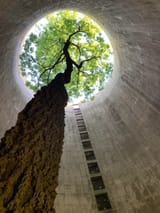 wonderous_tree