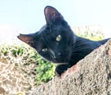 alley-cat0