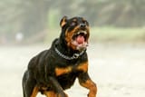 pooch