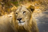 Asiatic-lion-Indias-conservation-success-story-768x512