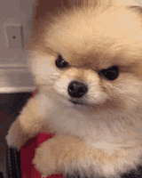 angry-dog
