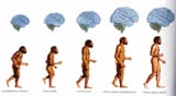 homosapiens-img-new