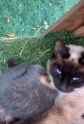 coonTricksCat_thumb.jpg