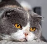 sad cat