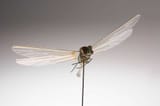 insectothopter_dragonfly_operational_036