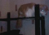 Cat hat toss MJ