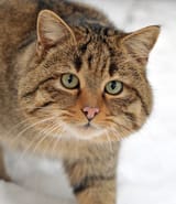 Felis_silvestris_silvestris