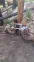 russian-deserter-being-pissed-on_thumb.jpg