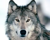 boopable_snout