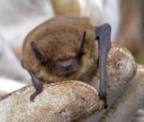 pipistrelle-bat-by-wolf-359-licensed-under-CC-BY-NC-SA-2.0-1024x866