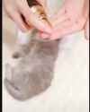 kot massage_thumb.jpg
