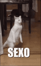 sexo