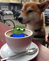 cov doggo