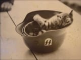kittten in helmet