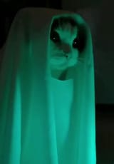 kot spooker