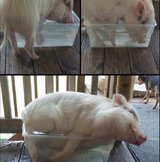 comfy pig