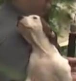 2743