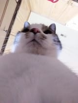 1732794582883890