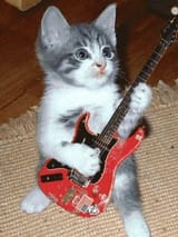 kitty rock