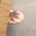 material_kot__thumb.jpg