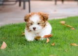 Screenshot 2025-06-14 at 12-01-30 pack of toy poodle - Google Search