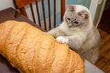 kot mega bread